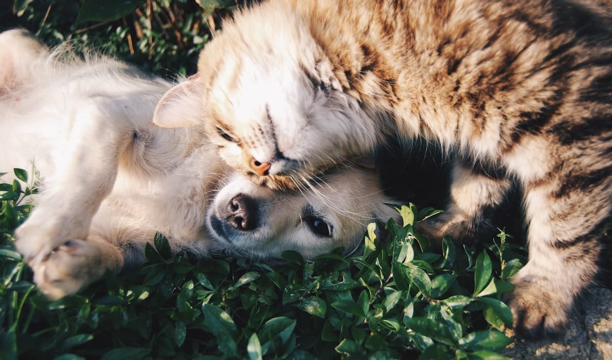 Gato e cachorro se abraçando